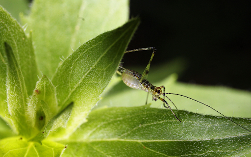 Grasshopper  from Chrome web store to be run with OffiDocs Chromium online