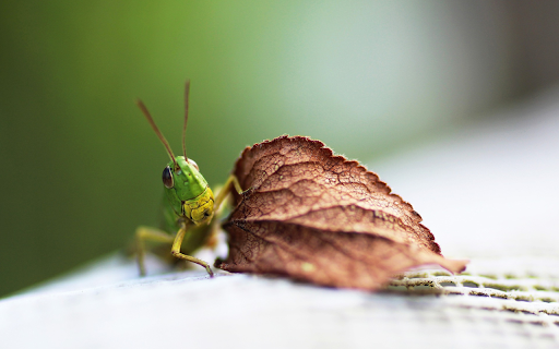 Grasshopper and leaf  from Chrome web store to be run with OffiDocs Chromium online