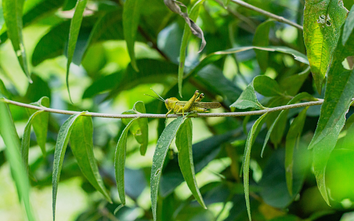 Grasshopper on a green tree branch  from Chrome web store to be run with OffiDocs Chromium online