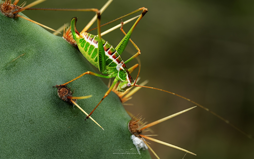 Grasshoppers and prickly cacti  from Chrome web store to be run with OffiDocs Chromium online