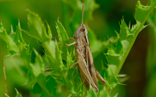 Grasshoppers eat leaves  from Chrome web store to be run with OffiDocs Chromium online