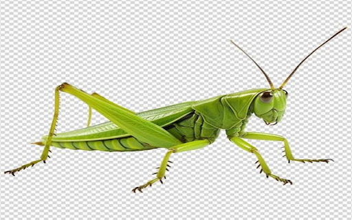 grasshopper wallpaper  from Chrome web store to be run with OffiDocs Chromium online