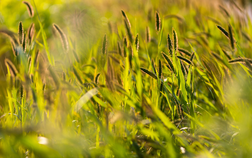 Grass in golden sunlight  from Chrome web store to be run with OffiDocs Chromium online