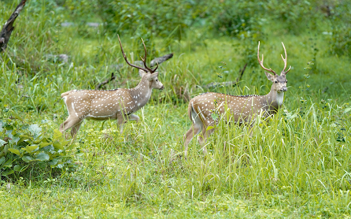 Grassland and deer  from Chrome web store to be run with OffiDocs Chromium online