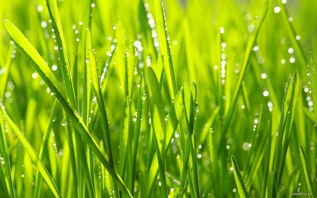 Grass with Dew  from Chrome web store to be run with OffiDocs Chromium online