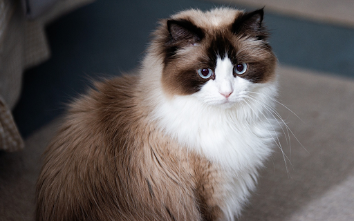 Gray and white cat  from Chrome web store to be run with OffiDocs Chromium online