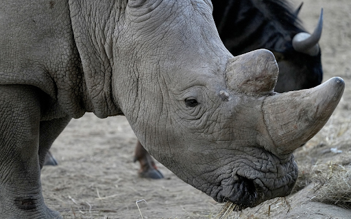 Gray and white rhinoceros  from Chrome web store to be run with OffiDocs Chromium online