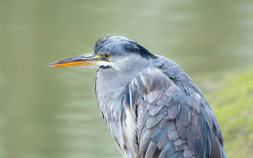 Gray bird  from Chrome web store to be run with OffiDocs Chromium online