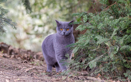 Gray British Shorthair cat  from Chrome web store to be run with OffiDocs Chromium online