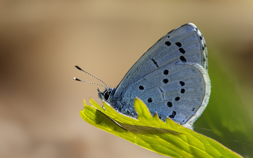 Gray butterfly  from Chrome web store to be run with OffiDocs Chromium online