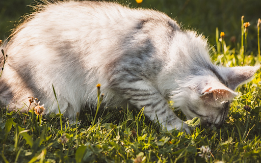 Gray cat eats grass  from Chrome web store to be run with OffiDocs Chromium online
