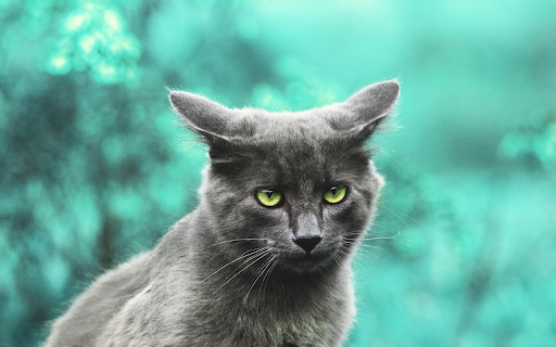 Gray Cat in Focus  from Chrome web store to be run with OffiDocs Chromium online
