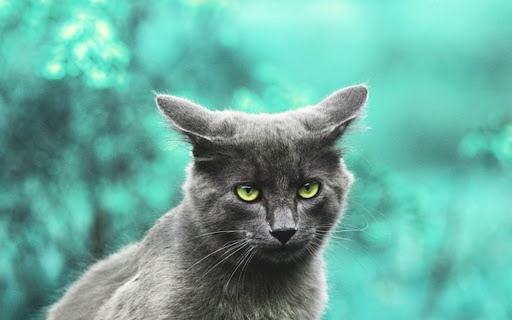 GRAY CAT THEME  from Chrome web store to be run with OffiDocs Chromium online