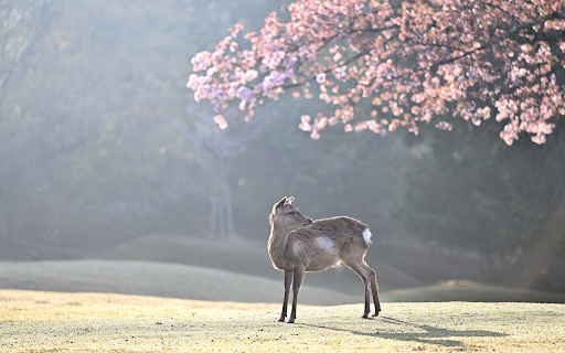 Gray deer  from Chrome web store to be run with OffiDocs Chromium online