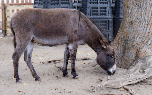 Gray donkey  from Chrome web store to be run with OffiDocs Chromium online