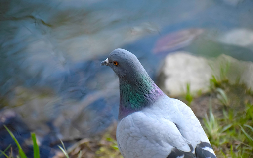 Gray Dove  from Chrome web store to be run with OffiDocs Chromium online
