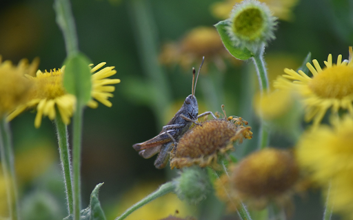 Gray Grasshopper  from Chrome web store to be run with OffiDocs Chromium online