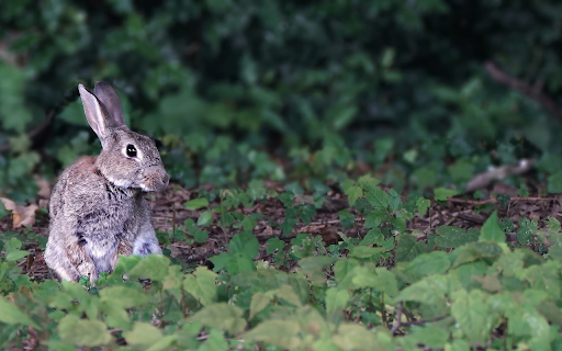 Gray hare  from Chrome web store to be run with OffiDocs Chromium online