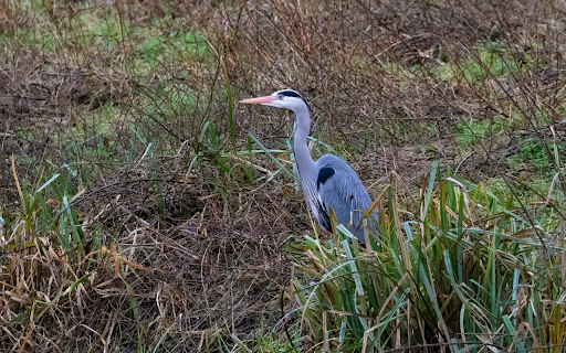 Gray heron in the grass  from Chrome web store to be run with OffiDocs Chromium online
