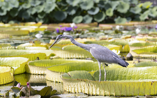 Gray heron on basket leaf  from Chrome web store to be run with OffiDocs Chromium online