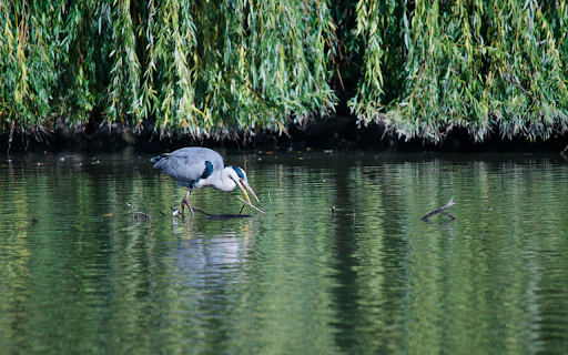 Gray heron under the shade of a tree  from Chrome web store to be run with OffiDocs Chromium online