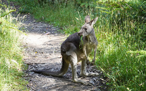 Gray kangaroo  from Chrome web store to be run with OffiDocs Chromium online