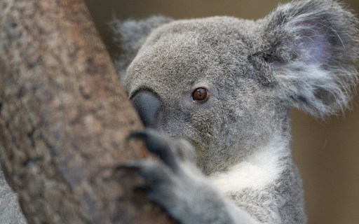 Gray koala behind the tree from Chrome web store to be run with OffiDocs Chromium online Gray koala behind the tree from Chrome web store to be run with OffiDocs Chromium online