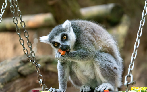 Gray Lemur  from Chrome web store to be run with OffiDocs Chromium online
