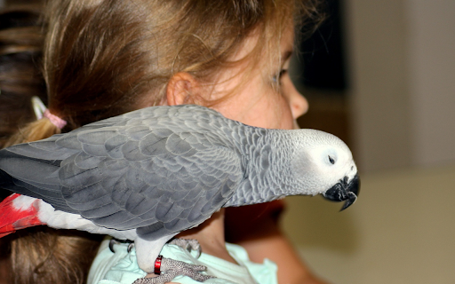 Gray parrot  from Chrome web store to be run with OffiDocs Chromium online