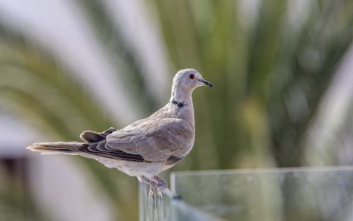 Gray pigeon  from Chrome web store to be run with OffiDocs Chromium online