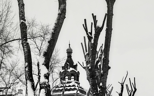Grayscale Photo of Leafless Trees on a Snow Covered Street  from Chrome web store to be run with OffiDocs Chromium online