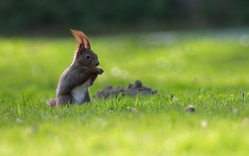 Gray Squirrel  from Chrome web store to be run with OffiDocs Chromium online