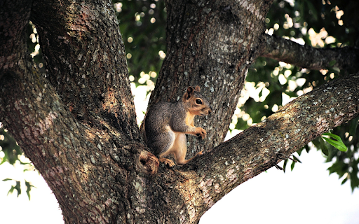 Gray squirrel climbing tree  from Chrome web store to be run with OffiDocs Chromium online