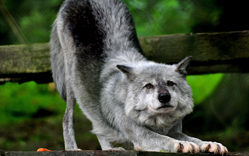 Gray Wolf  from Chrome web store to be run with OffiDocs Chromium online