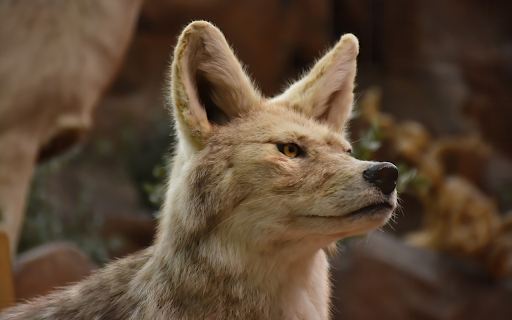 Gray wolf and yellow eyes  from Chrome web store to be run with OffiDocs Chromium online