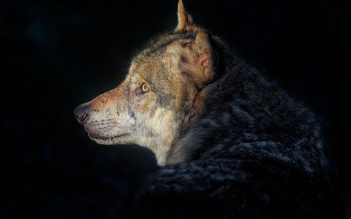 GRAY WOLF THEME  from Chrome web store to be run with OffiDocs Chromium online