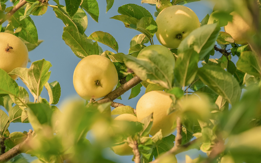 Green apple tree  from Chrome web store to be run with OffiDocs Chromium online