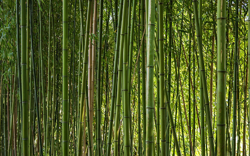 Green Bamboo Forest  from Chrome web store to be run with OffiDocs Chromium online