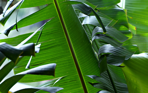 Green banana leaves  from Chrome web store to be run with OffiDocs Chromium online