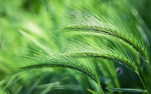 Green barley  from Chrome web store to be run with OffiDocs Chromium online