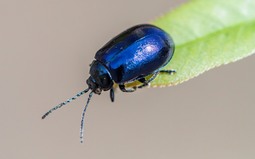 Green Beetle  from Chrome web store to be run with OffiDocs Chromium online
