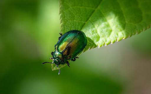Green Beetle on the Leaf Tail  from Chrome web store to be run with OffiDocs Chromium online