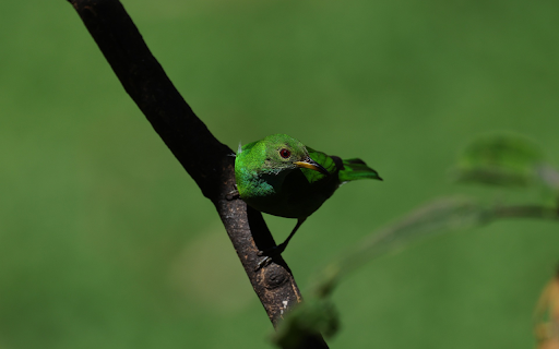 Green Bird  from Chrome web store to be run with OffiDocs Chromium online