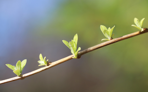 Green buds  from Chrome web store to be run with OffiDocs Chromium online