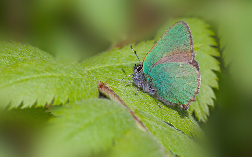 Green Butterfly on Leaf  from Chrome web store to be run with OffiDocs Chromium online