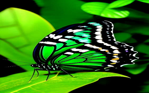 Green butterfly wallpaper from Chrome web store to be run with OffiDocs Chromium online Green butterfly wallpaper from Chrome web store to be run with OffiDocs Chromium online