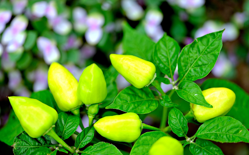 Green chili peppers  from Chrome web store to be run with OffiDocs Chromium online