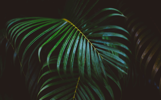 Green coconut branches  from Chrome web store to be run with OffiDocs Chromium online
