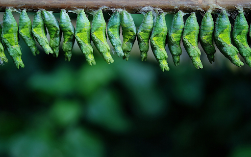 Green cocoons on the tree  from Chrome web store to be run with OffiDocs Chromium online