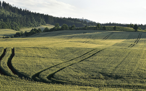 Green corn field  from Chrome web store to be run with OffiDocs Chromium online